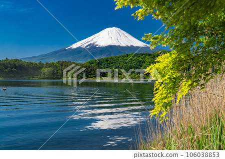 【山梨縣】初夏的富士山、河口湖畔的新綠 106038853
