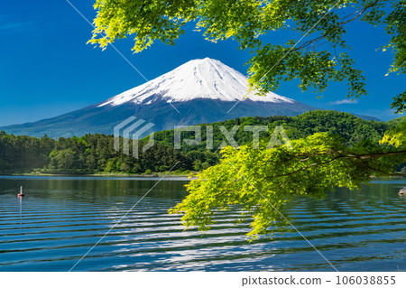 [Yamanashi Prefecture] Mount Fuji in early summer and the fresh greenery of Lake Kawaguchi 106038855