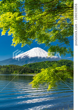 [Yamanashi Prefecture] Mount Fuji in early summer and the fresh greenery of Lake Kawaguchi 106038856