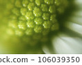 green color background abstract, flower macro picture, texture of flower pollen, soft background, 106039350