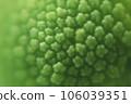 green color background abstract, flower macro picture, texture of flower pollen, soft background, 106039351