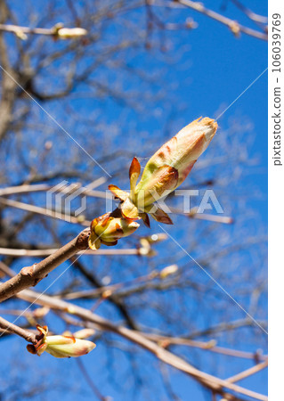 close up bud of chestnut tree close up bud of chestnut tree 106039769