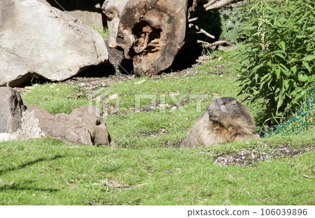 Alpine Marmots bred in Braalm, Austria. The breeding area is an environment close to nature. 106039896