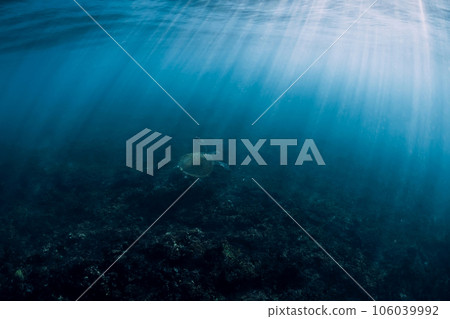Sea turtle underwater in ocean with sun rays. Green sea turtle with sunlight trough water surface 106039992