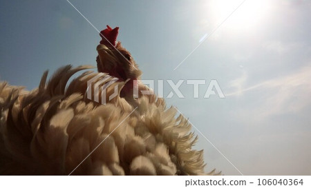 Chickens and Memory Diary 106040364