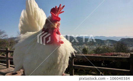 Chickens and Memory Diary 106040384