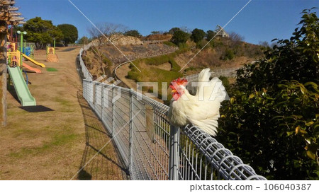 Chickens and Memory Diary 106040387