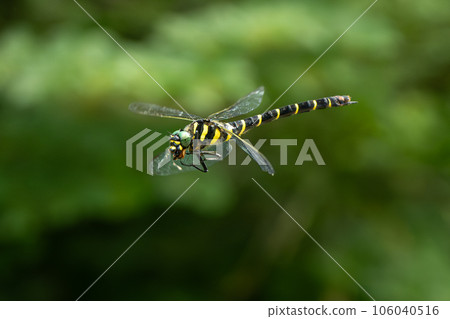 flying dragonfly 106040516