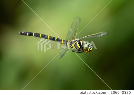 flying dragonfly 106040520