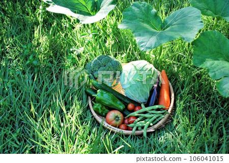 Vegetables harvested at home garden 106041015