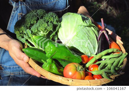 freshly picked vegetables 106041167