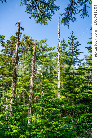 New green image New green image 106041504