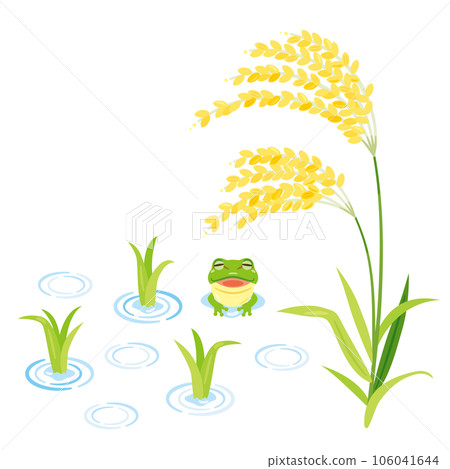 Rice seedlings and ears of rice 106041644