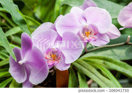 Flowering orchids in the botanical garden Flowering orchids in the botanical garden 106041730