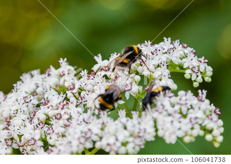 The bee sits on white flowers The bee sits on white flowers 106041738