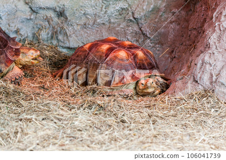 Turtles creep in the hay Turtles creep in the hay 106041739