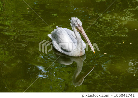 White pelican on the lake close up White pelican on the lake close up 106041741