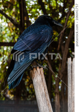 Big Black Raven sitting on a close-up branch 106041757