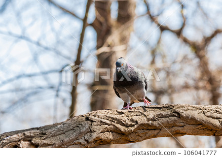 Squirrel sits on a tree 106041777