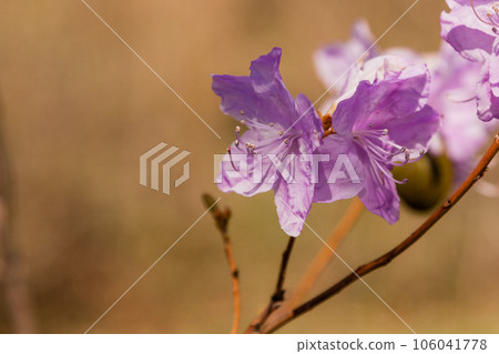 Macro of a branch of Ledum flower 106041778