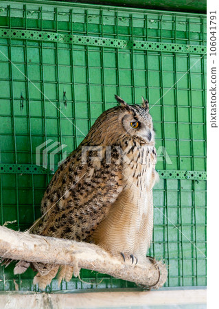 The owl sits on a branch The owl sits on a branch 106041791