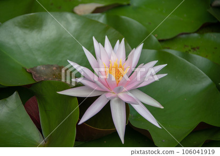 Niimi City, Okayama Prefecture Nyoninkoya Saidoji Pond Water Lily 106041919