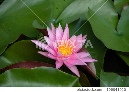 Niimi City, Okayama Prefecture Nyoninkoya Saidoji Pond Water Lily 106041920