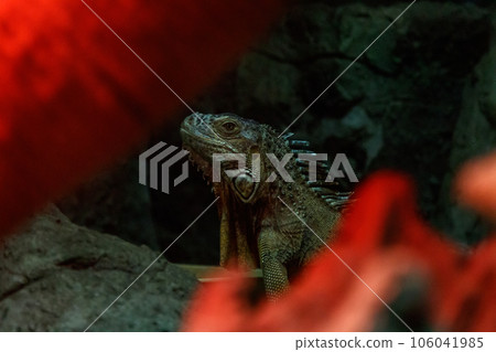 beautiful iguana lizard 106041985