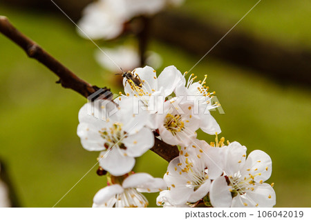 beautifully flowering cherry branches on which the bees sit beautifully flowering cherry branches on which the bees sit 106042019