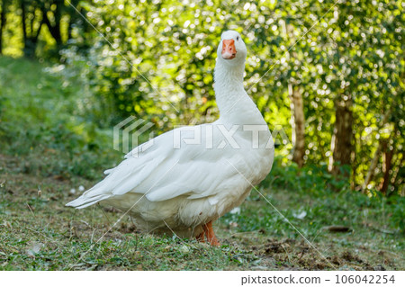 beautiful swans sit on green grass 106042254