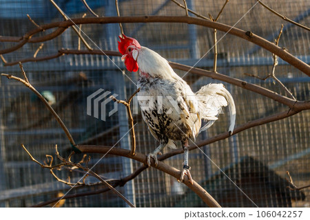 beautiful cock with white and black feathers 106042257