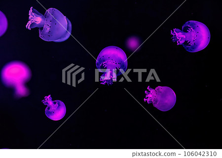 macro photography underwater cannonball jellyfish macro photography underwater cannonball jellyfish 106042310