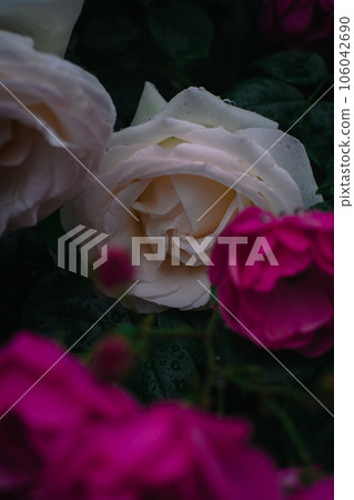 Rose Osaka Nakanoshima Park Nakanoshima Rose Garden Flower Pictures Rose Osaka Nakanoshima Park Nakanoshima Rose Garden Flower Pictures 106042690