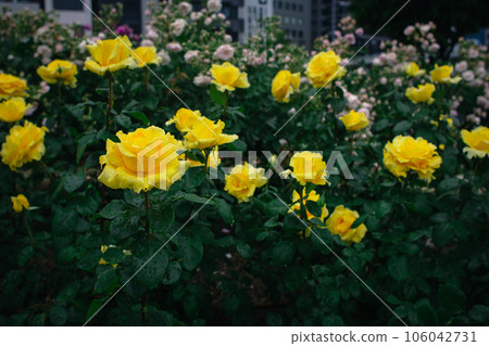 大阪中之島玫瑰公園 中之島玫瑰園 花卉的照片 106042731