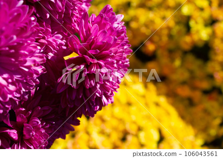 Bouquet, bush yellow and pink flowers chrysanthemum background - outdoors, garden 106043561