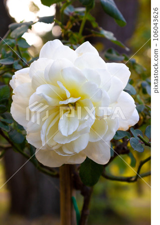 White rose seedling in a beautiful park in autumn - background 106043626