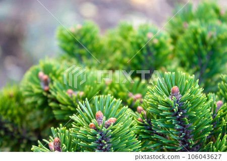 Beautiful texture pine and spruce branches - background, close up 106043627