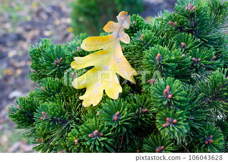 Beautiful texture pine and spruce branches - background, close up Beautiful texture pine and spruce branches - background, close up 106043628