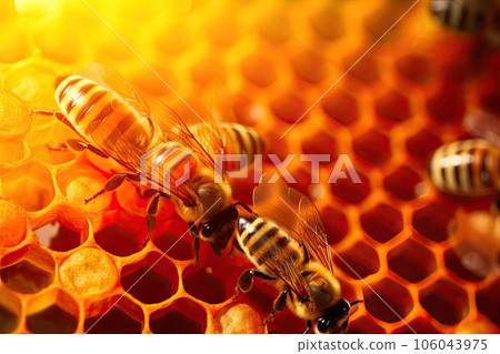 Nature's Busy Architects: Honeybees Crafting Honeycomb 106043975