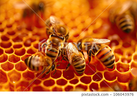 Honeybees Building Honeycomb Cells Honeybees Building Honeycomb Cells 106043976