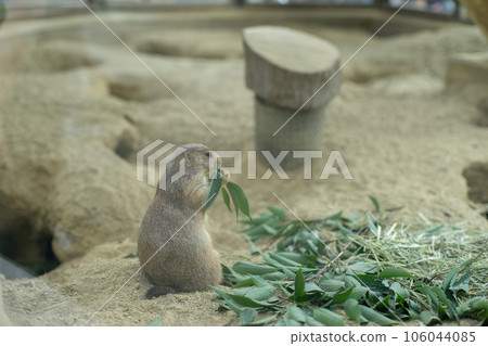 草原土撥鼠，當吃時 106044085