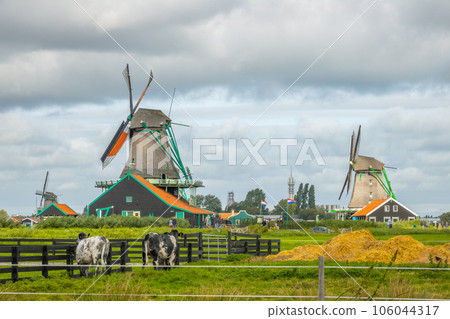 Landscape of the Zaanse Schans with Windmills and Cows 106044317