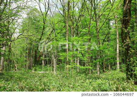Kamikochi Walking through the fresh green forest road 106044697