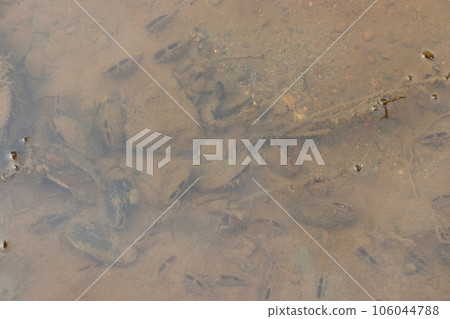 棲息在農村灌溉渠中的淡水雙殼類 106044788