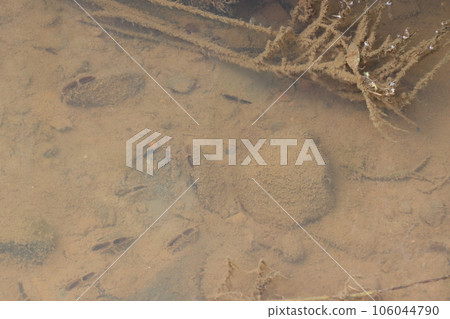 Freshwater bivalves inhabiting rural irrigation canals 106044790
