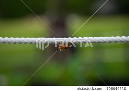 蟬殼粘在繩子上 106044838