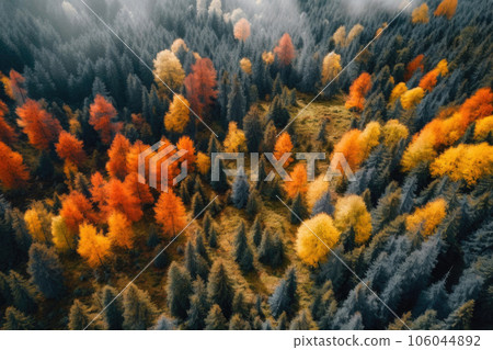 Aerial View of Colorful Forest 106044892