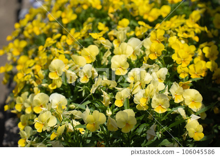 初夏的花壇裡充滿了堇菜花 106045586