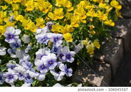 初夏的花壇裡充滿了堇菜花 106045587