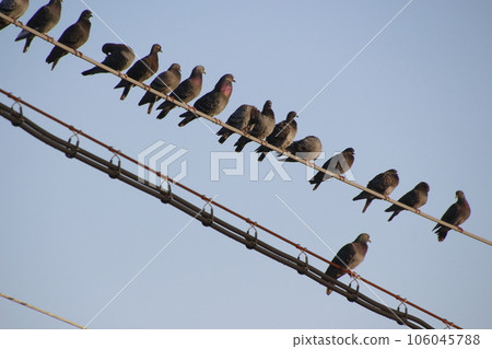 Flock of Dobat 106045788